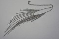 DSC00894.JPG