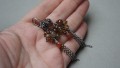 DSC08051.JPG